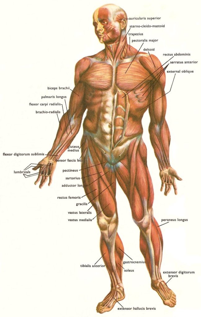muscles_human_body_front